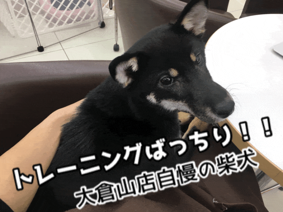 【黒柴犬】過去最高レベル!大倉山店自慢の超優秀トレーニングばっちり黒柴ちゃん!楽しい柴犬ライフを送ろう!!大倉山店No.6130583