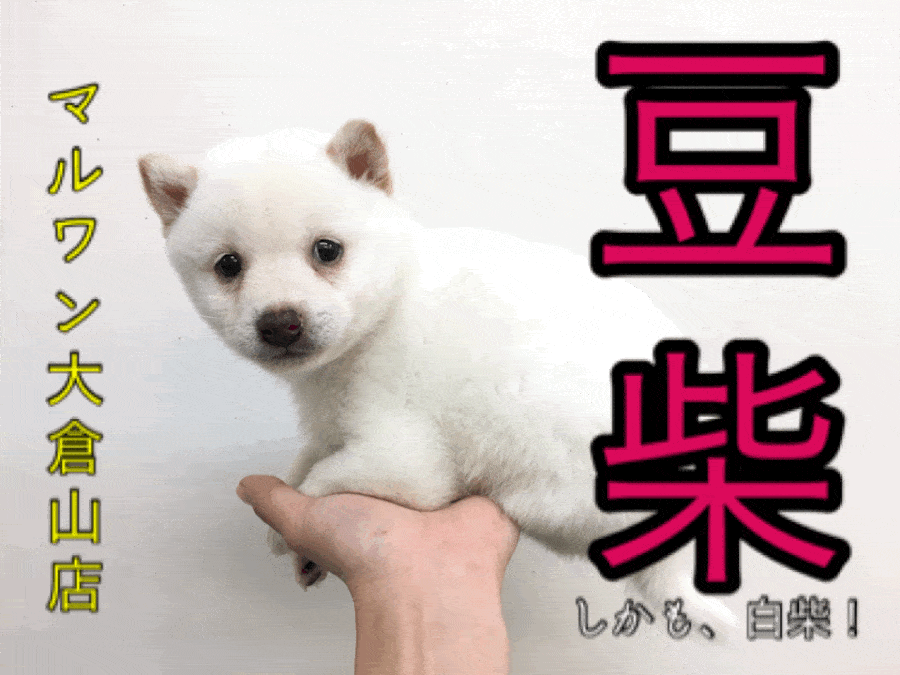 【豆柴】待望の豆柴がやってきたっ!しかもレアカラーの白柴!!この出会い逃したら二度と会えないかも!：大倉山店PICKUPベイビーNo.6130651