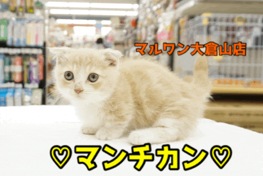 【マンチカン】超短足の王子様が登場！コミカルすぎる動きがもうたまらん♥：大倉山店PICK UPベイビーNo.6130645