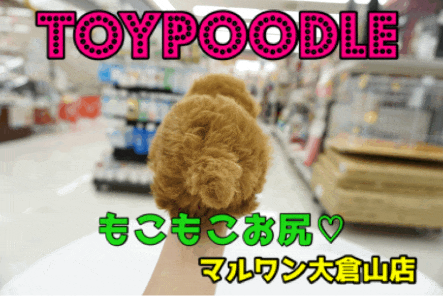 【トイ・プードル】圧倒的な毛量と大きめなモコモコお尻に大注目!!モデル級の奇跡の可愛さ♥大倉山店PICK UPベイビーNo.6130652