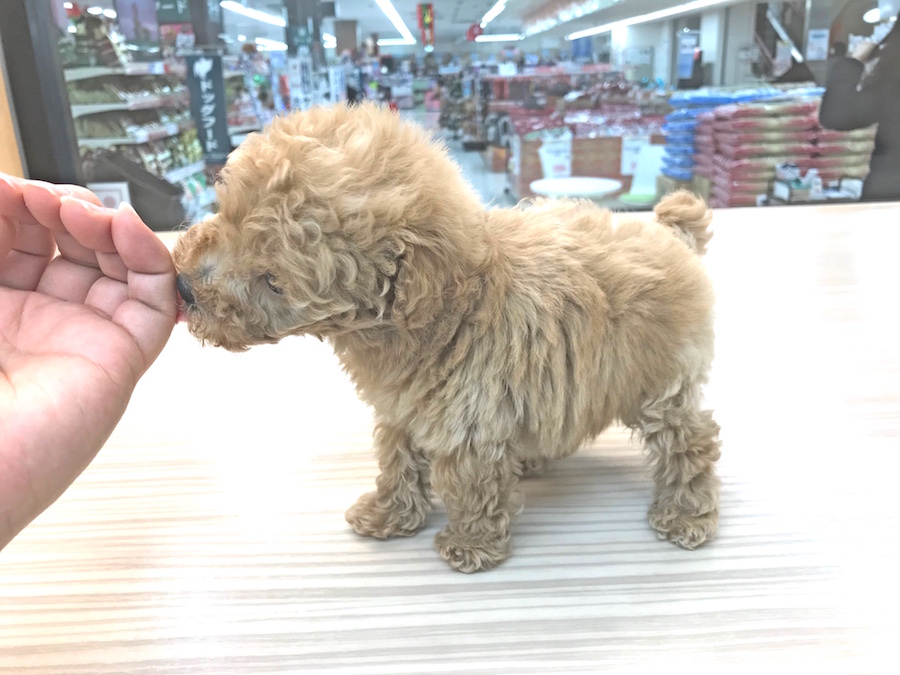 トイ・プードル - ペットショップ マルワン今宿 神奈川県横浜市旭区