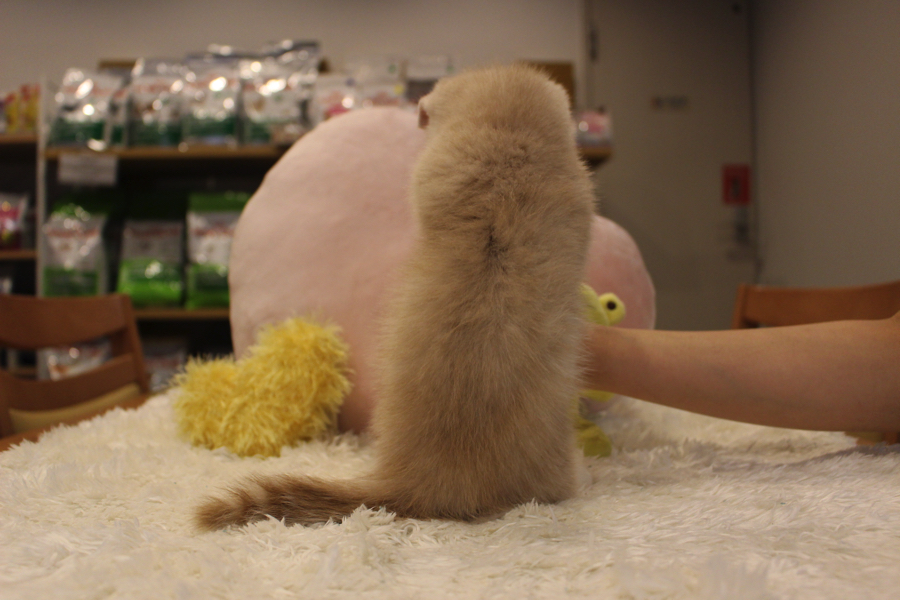 マンチカン- ペットショップ マルワン白楽 神奈川県横浜市