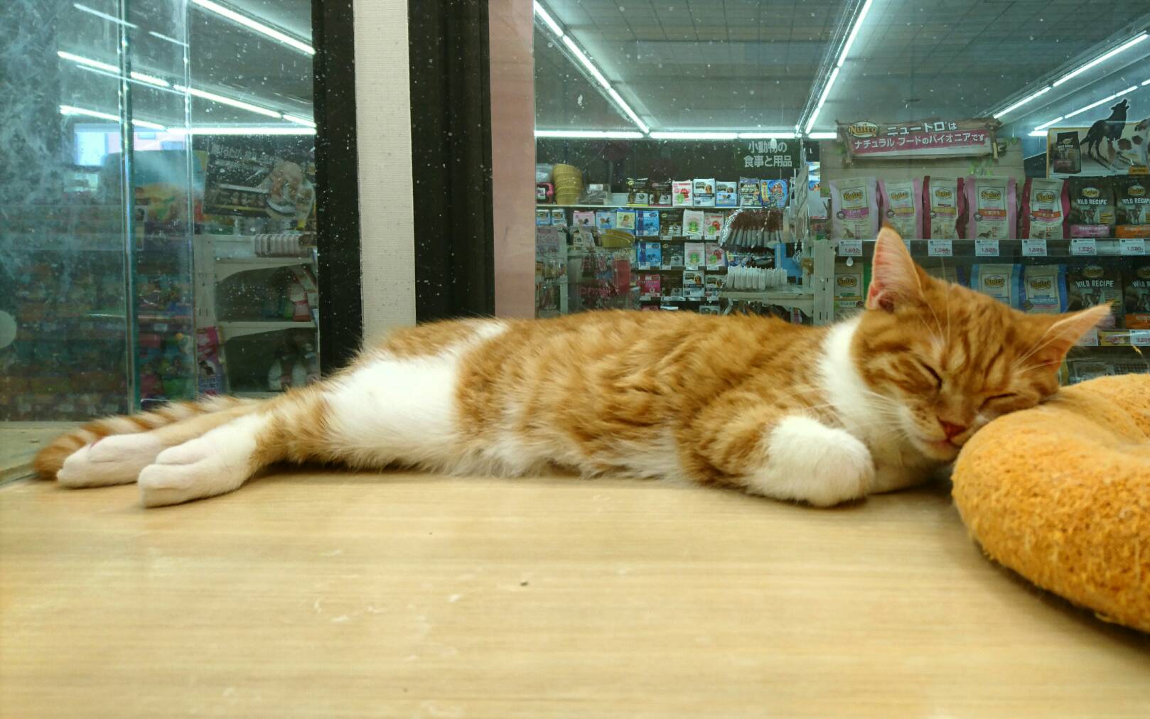 スコティッシュ・フォールド マンチカン - ペットショップ マルワン鎌ヶ谷 千葉県鎌ヶ谷市北初富