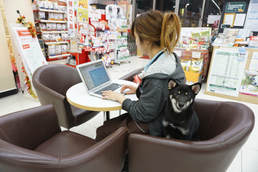 柴犬 - ペットショップ マルワン大倉山 神奈川県横浜市港北区