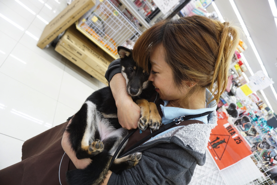 柴犬 - ペットショップ マルワン大倉山 神奈川県横浜市港北区