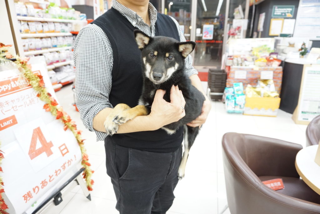 柴犬 - ペットショップ マルワン大倉山 神奈川県横浜市港北区