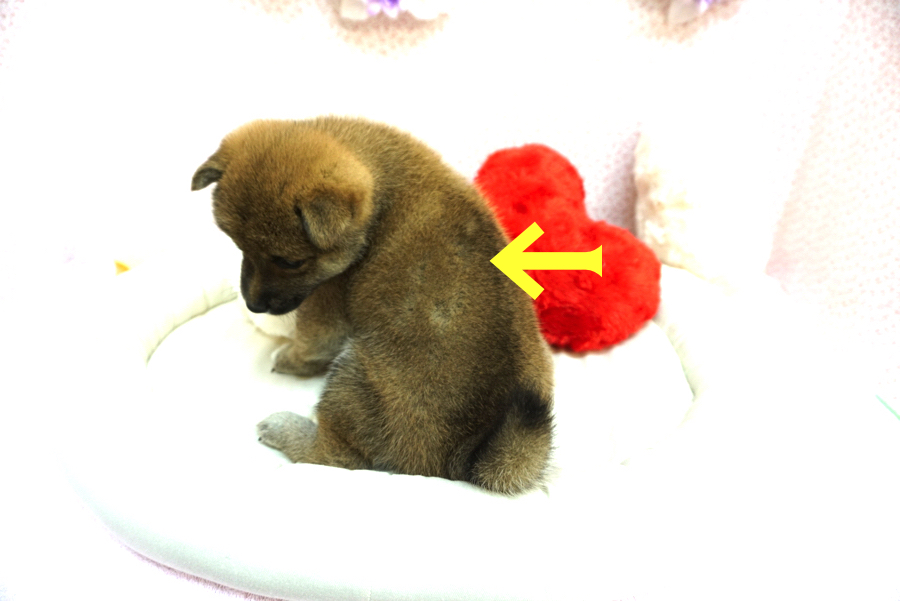 柴犬 - ペットショップ マルワン大倉山 神奈川県横浜市港北区