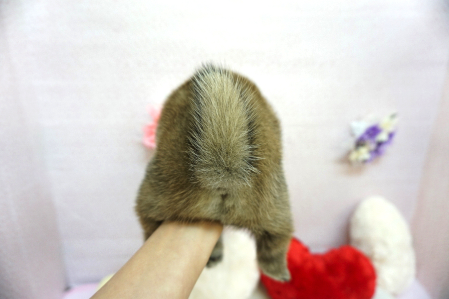柴犬 - ペットショップ マルワン大倉山 神奈川県横浜市港北区
