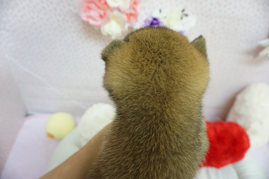 柴犬 - ペットショップ マルワン大倉山 神奈川県横浜市港北区