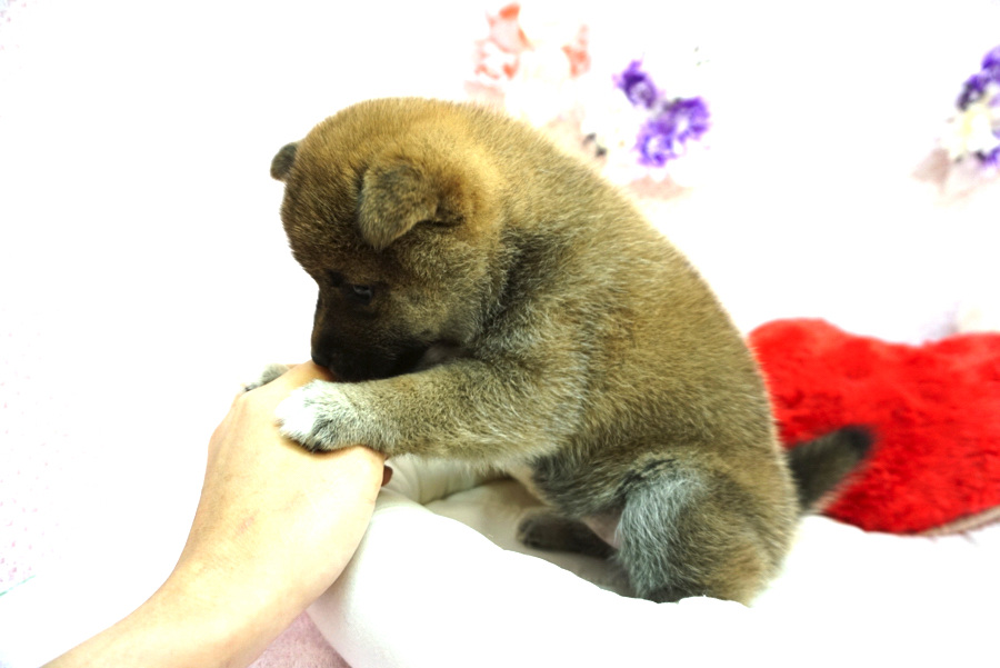 柴犬 - ペットショップ マルワン大倉山 神奈川県横浜市港北区