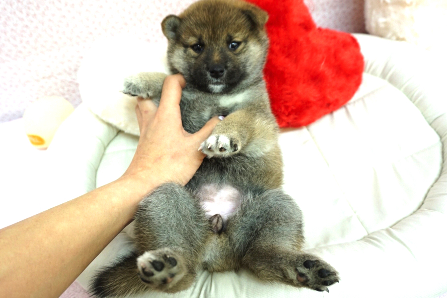 柴犬 - ペットショップ マルワン大倉山 神奈川県横浜市港北区