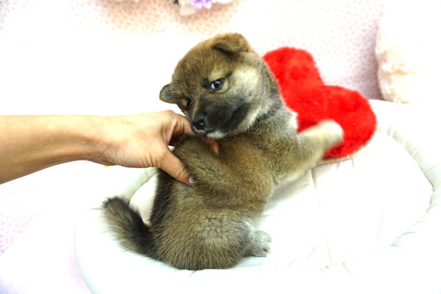 柴犬 - ペットショップ マルワン大倉山 神奈川県横浜市港北区