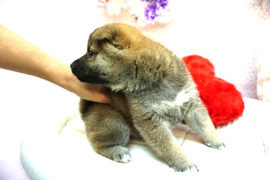 柴犬 - ペットショップ マルワン大倉山 神奈川県横浜市港北区