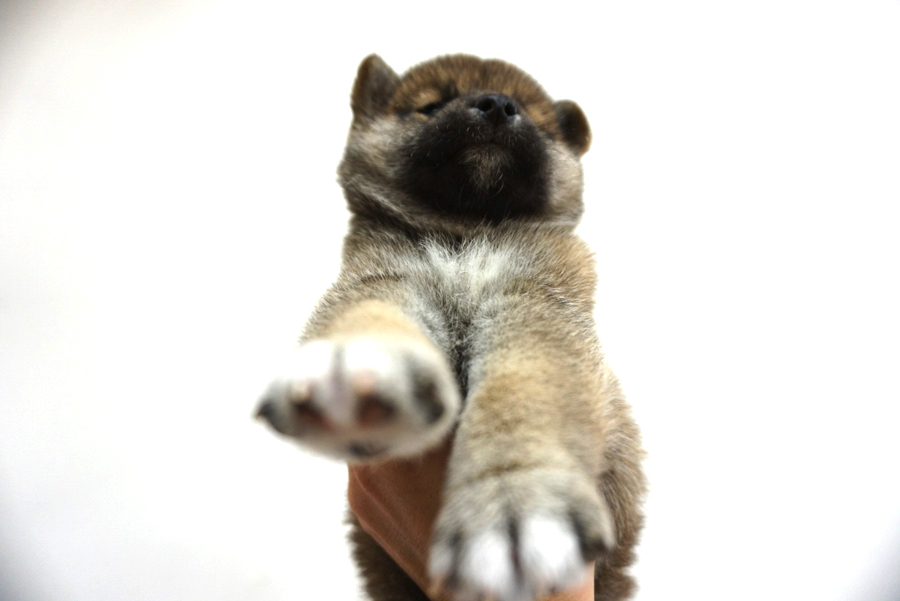 柴犬 - ペットショップ マルワン大倉山 神奈川県横浜市港北区
