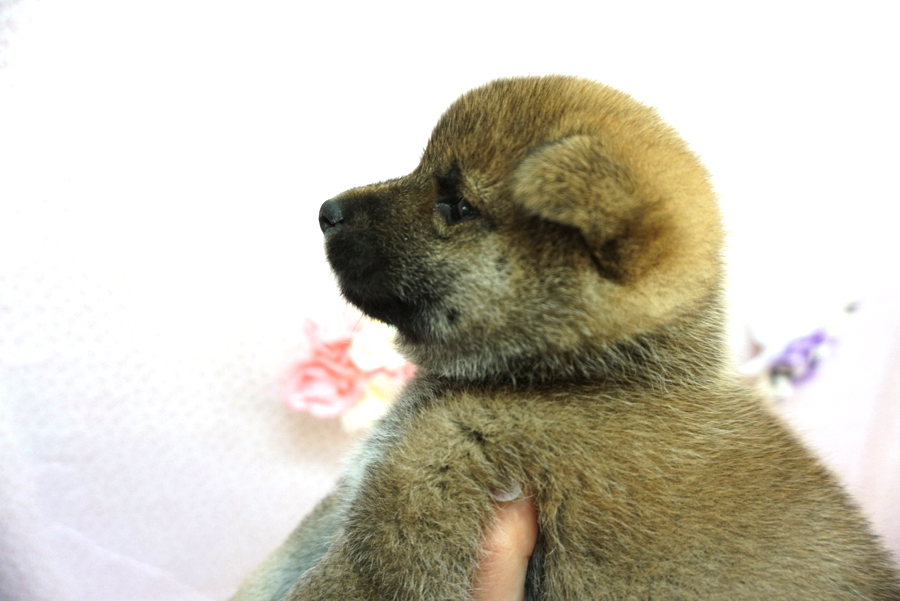 柴犬 - ペットショップ マルワン大倉山 神奈川県横浜市港北区