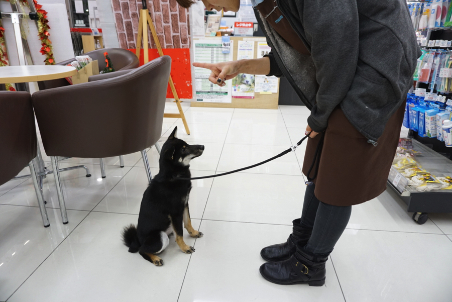 柴犬 - ペットショップ マルワン大倉山 神奈川県横浜市港北区