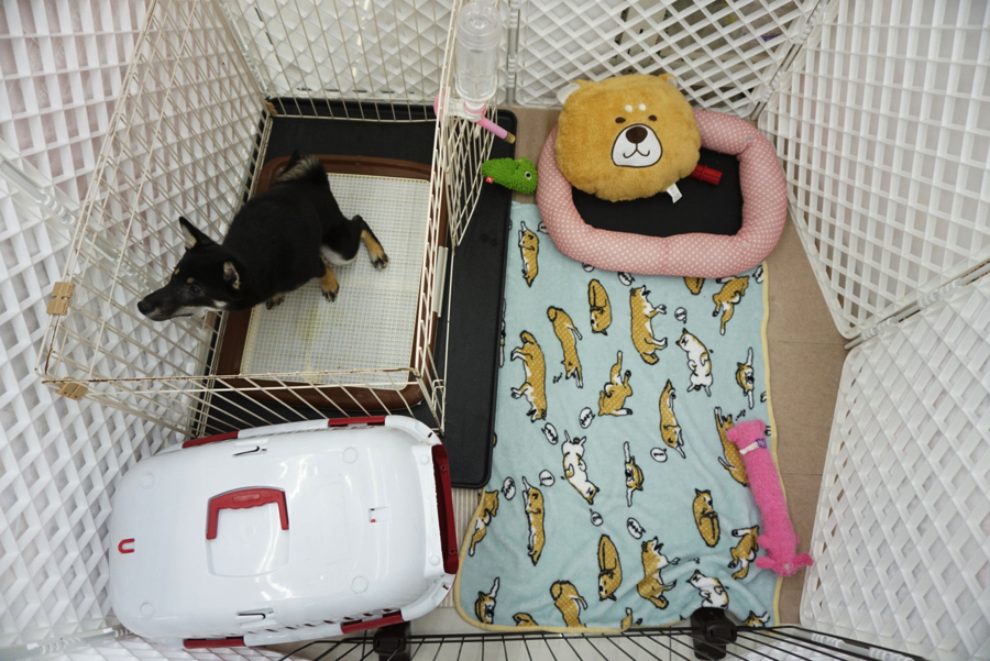 柴犬 - ペットショップ マルワン大倉山 神奈川県横浜市港北区