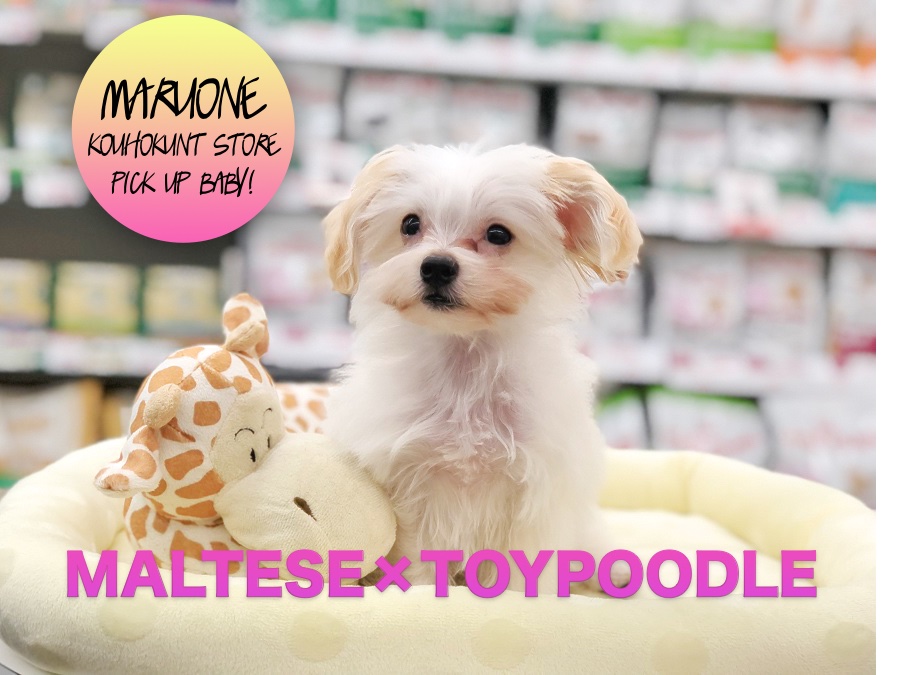 【MIX犬マルプー】ワンコ界の2大アイドル、トイ・プードルとマルチーズのハイブリッド：港北NT店PICKUPベイビー！No.311733