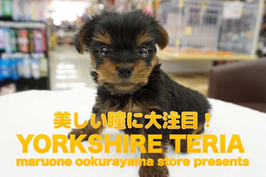【ヨークシャー・テリア】驚愕の可愛さに失神寸前！大倉山店ゆく年くる犬シリーズ第一弾！驚愕の美ヨーキー参上！：大倉山店No.6130655