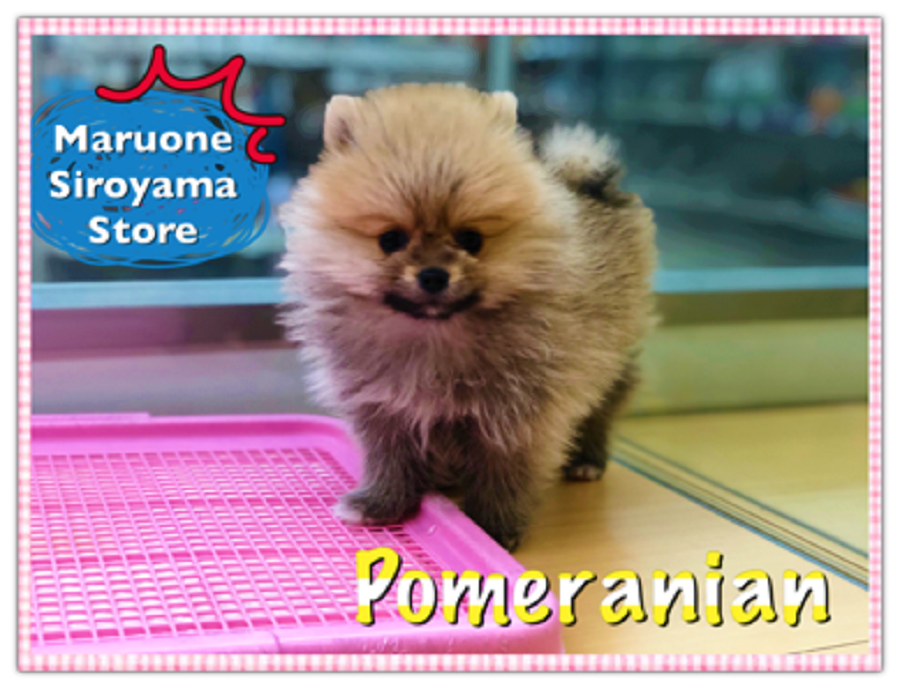 【ポメラニアン】注目度NO.1の超タヌキポメ！！城山店と言ったらやっぱりこの犬種：ペッツワン城山店オススメベイビー！NO.118201