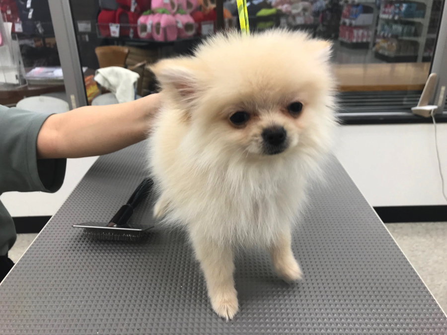 ポメラニアン - ペットショップ マルワン鎌ヶ谷 千葉県鎌ヶ谷市北初富