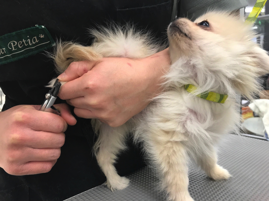 ポメラニアン - ペットショップ マルワン鎌ヶ谷 千葉県鎌ヶ谷市北初富