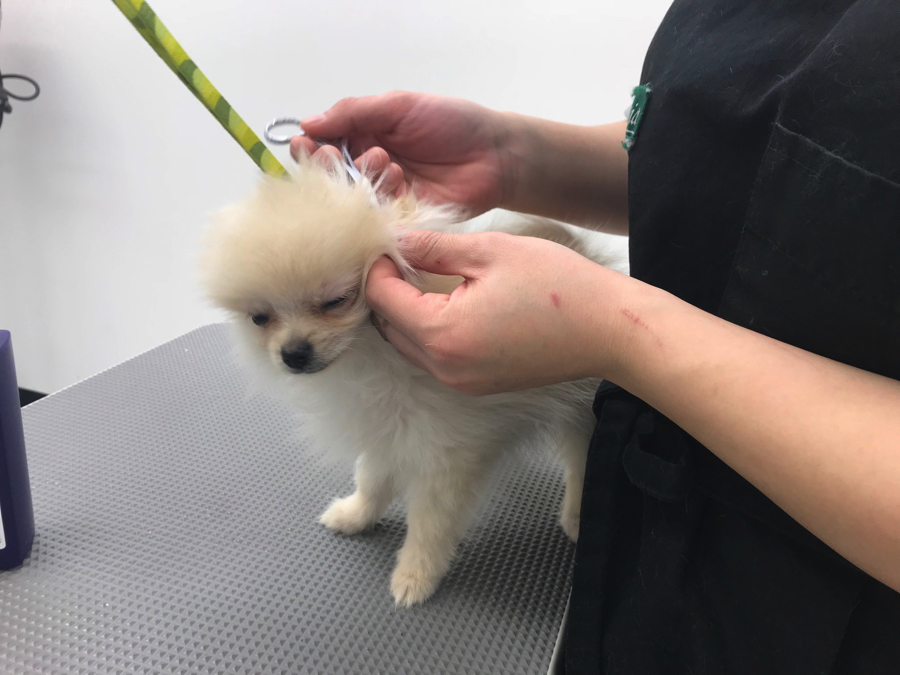 ポメラニアン - ペットショップ マルワン鎌ヶ谷 千葉県鎌ヶ谷市北初富