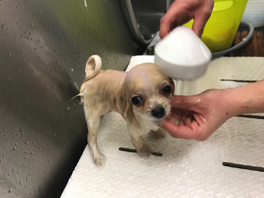 ポメラニアン - ペットショップ マルワン鎌ヶ谷 千葉県鎌ヶ谷市北初富