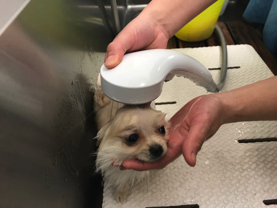 ポメラニアン - ペットショップ マルワン鎌ヶ谷 千葉県鎌ヶ谷市北初富