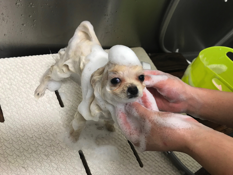 ポメラニアン - ペットショップ マルワン鎌ヶ谷 千葉県鎌ヶ谷市北初富