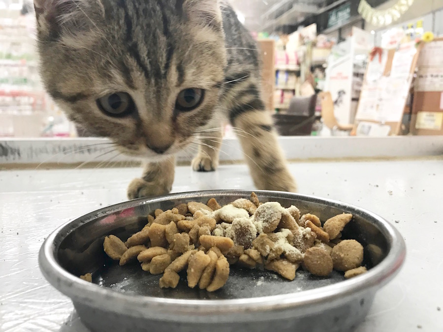 マンチカン - ペットショップ マルワン相模大塚 神奈川県大和市