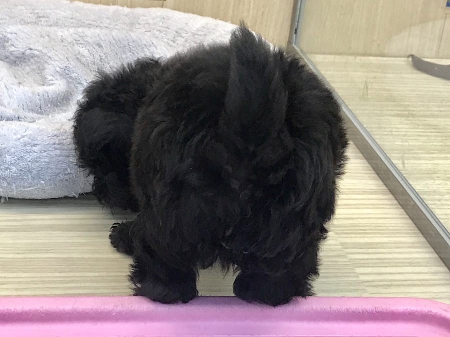MIX犬（チワワ×トイ・プードル） - ペットショップ マルワン梅島 東京都足立区
