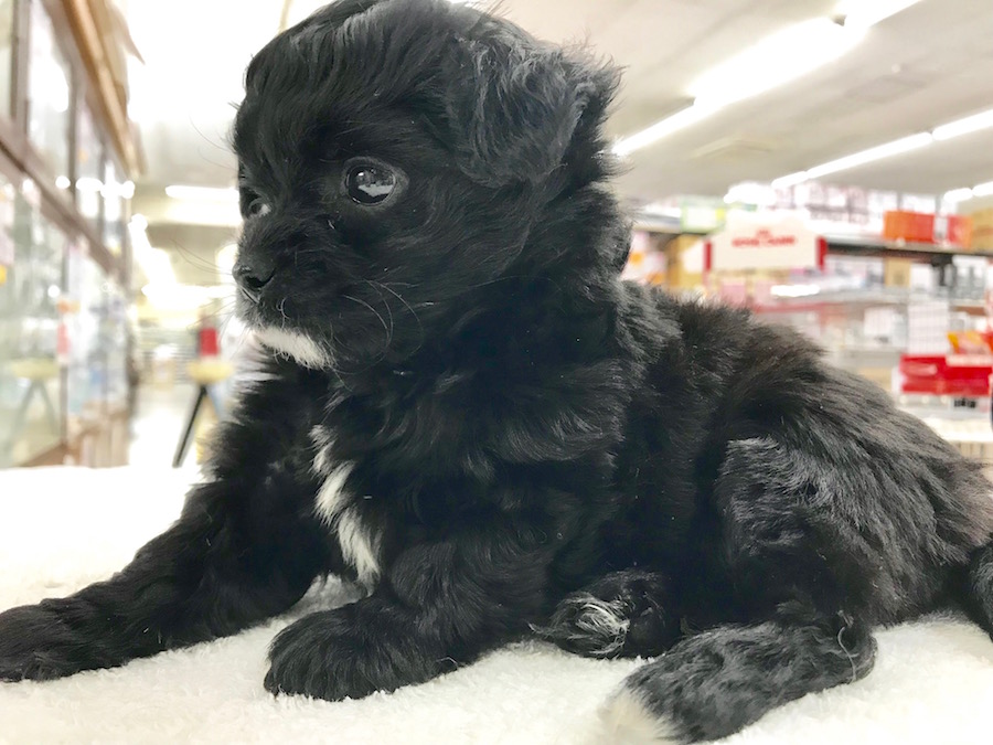 MIX犬（プードル×チワワ） - ペットショップ マルワン相模大塚 神奈川県大和市