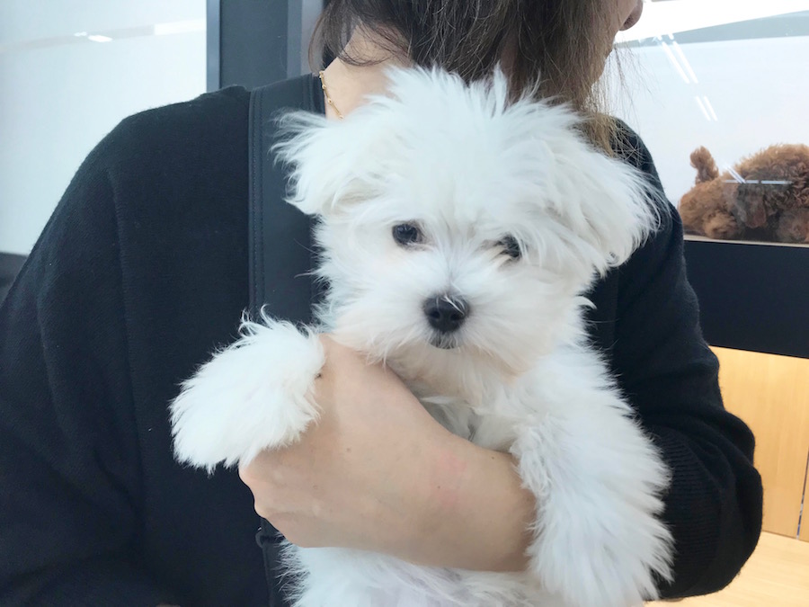 【愛犬物語】相模大塚店スタッフの愛犬物語第3弾！〜木野内＆モカ、ラテ編〜