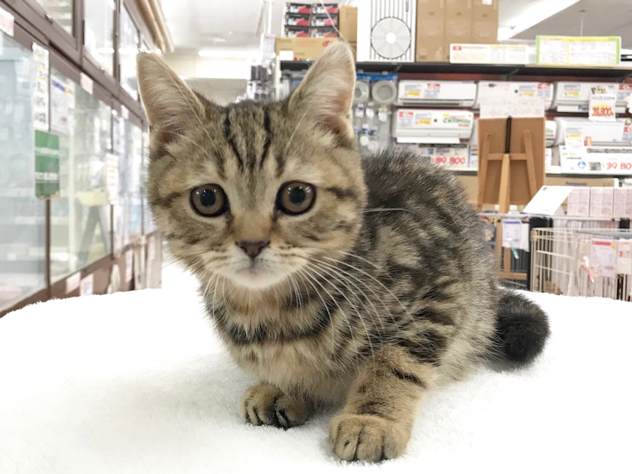 マンチカン - ペットショップ マルワン相模大塚 神奈川県大和市