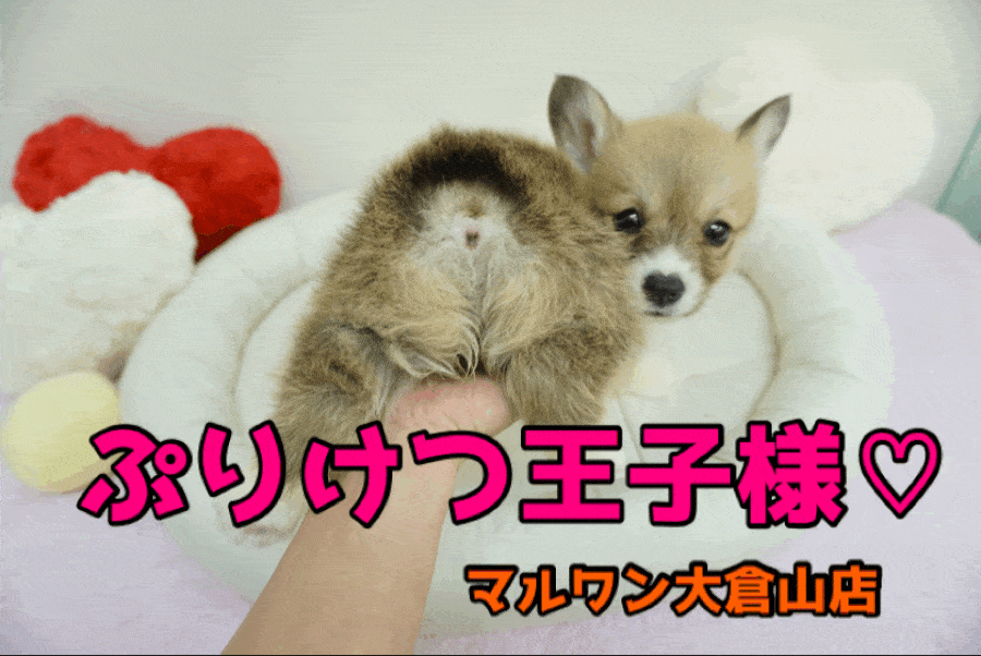 【ウェルシュ・コーギー・ペンブローク】ぷりぷりお尻とワイルドフェイスのギャップ萌え♥男前コーギーさんのご紹介☆：大倉山店PICKUPベイビーNo.6130646