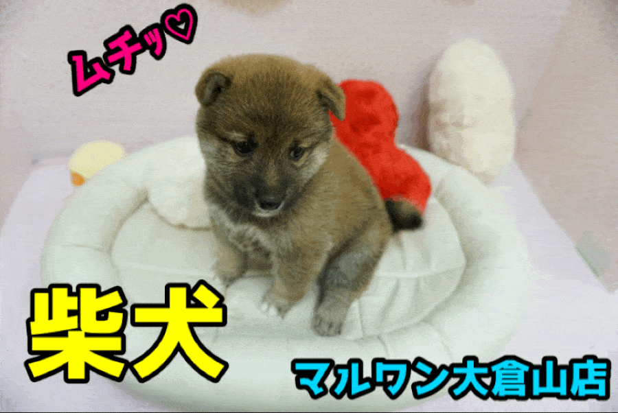 【柴犬】THE☆和犬代表!!柴犬マニアが、にんまりしちゃう♥まんまるどすこいボディは触り心地最高♥：大倉山店PICKUPベイビーNo.6130650