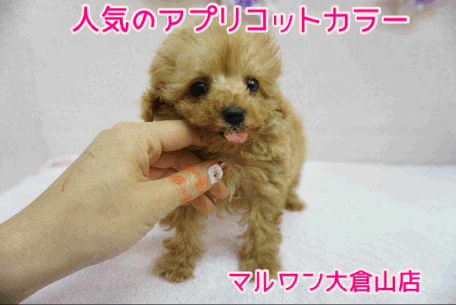 【トイ・プードル】タレ目に見つめられて胸キュンする人続出中!!愛されキャラのトイ・プードルちゃん♥大倉山店PICKUPベイビーNo.6130649