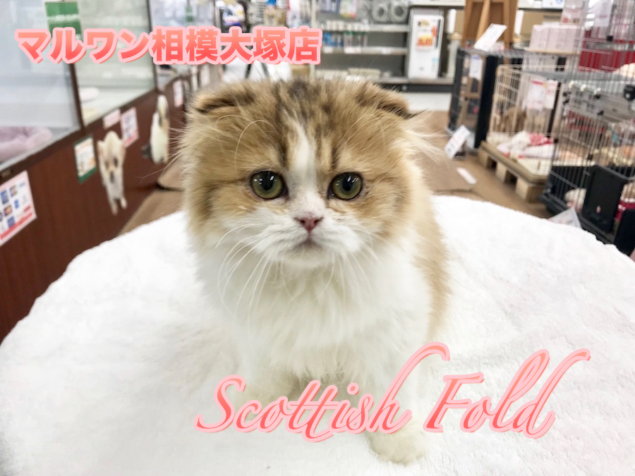 【スコティッシュ・フォールド】2017年もあとわずか！癒しが欲しい方必見！モッフモフニャンコ♪：相模大塚店Pick UpベイビーNo.814423