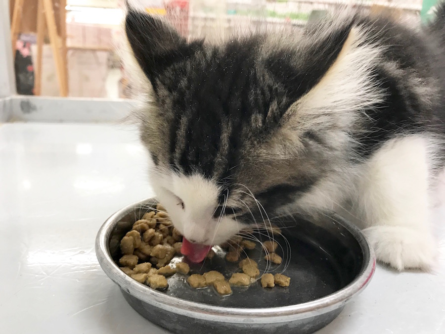 ノルウェージャンフォレストキャット - ペットショップ マルワン相模大塚 神奈川県大和市