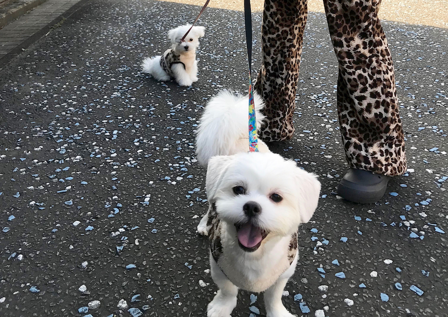 【愛犬物語】相模大塚店スタッフの愛犬物語第3弾！〜木野内＆モカ、ラテ編〜