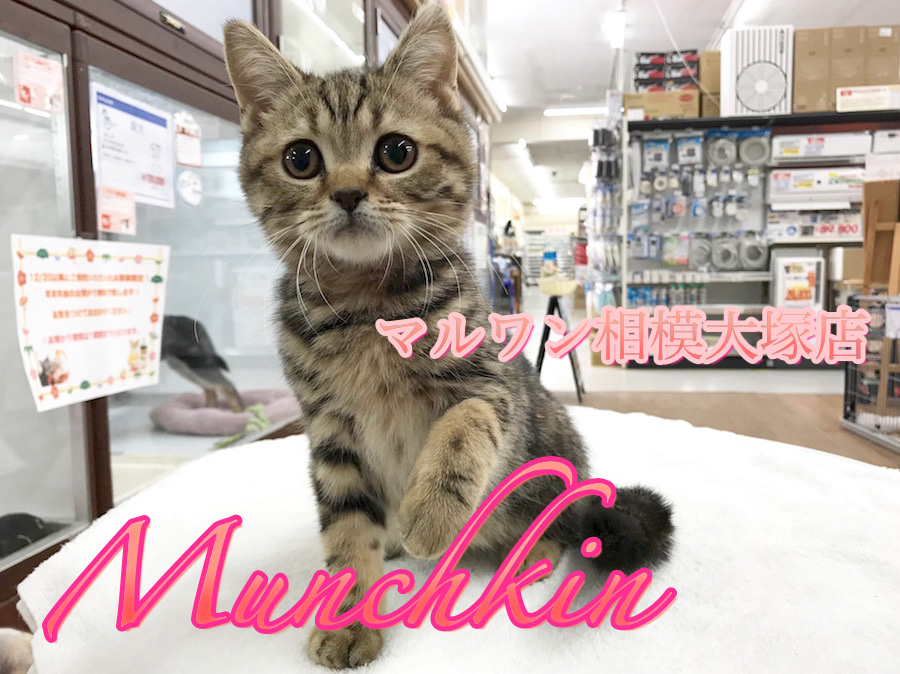 【マンチカン】遊んで・甘えて・抱っこして♥甘えん坊CATとはアタシの事♪：相模大塚店Pick UpベイビーNo.814417