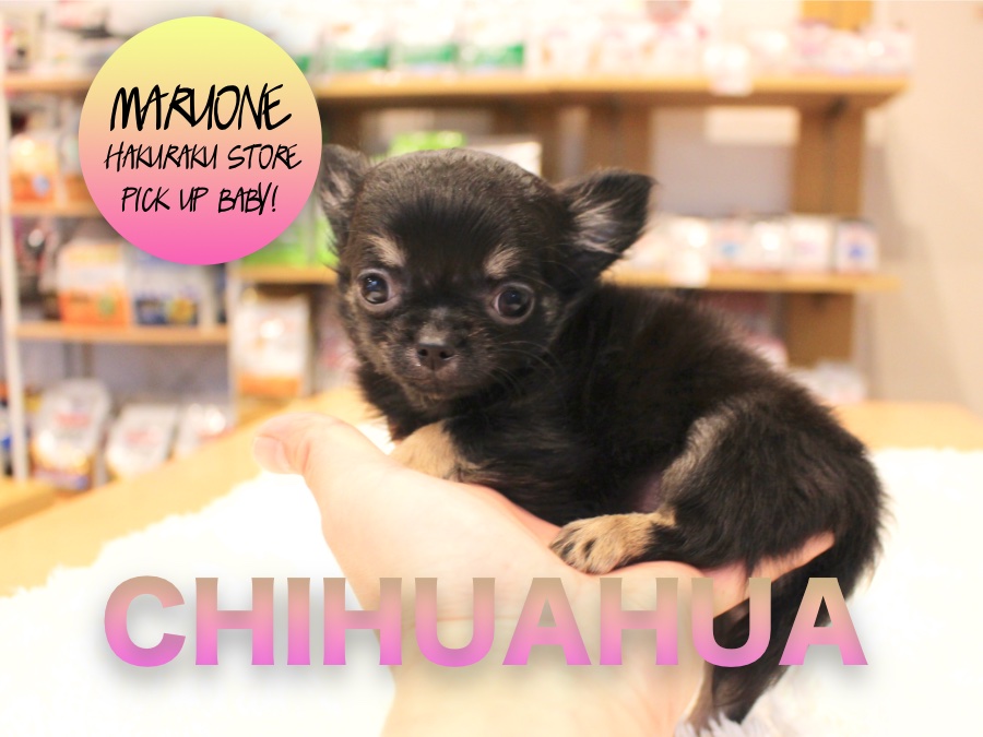 【ロングコートチワワ】お父さん2.3kg お母さん2.2kg！小さい両親から生まれたコンパクトベイビー！白楽店PICK UPベイビー：No.11525