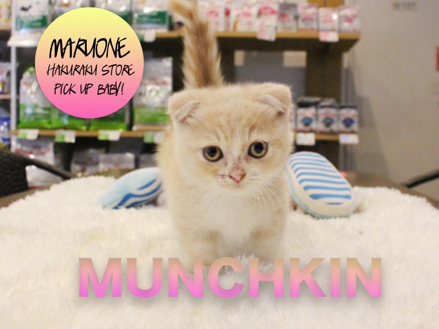 【マンチカン】足の短さなら誰にも負けにゃい！猫界一の短足ちゃん登場！： 白楽にご来店！：白楽店PICKUPベイビーNo.11526