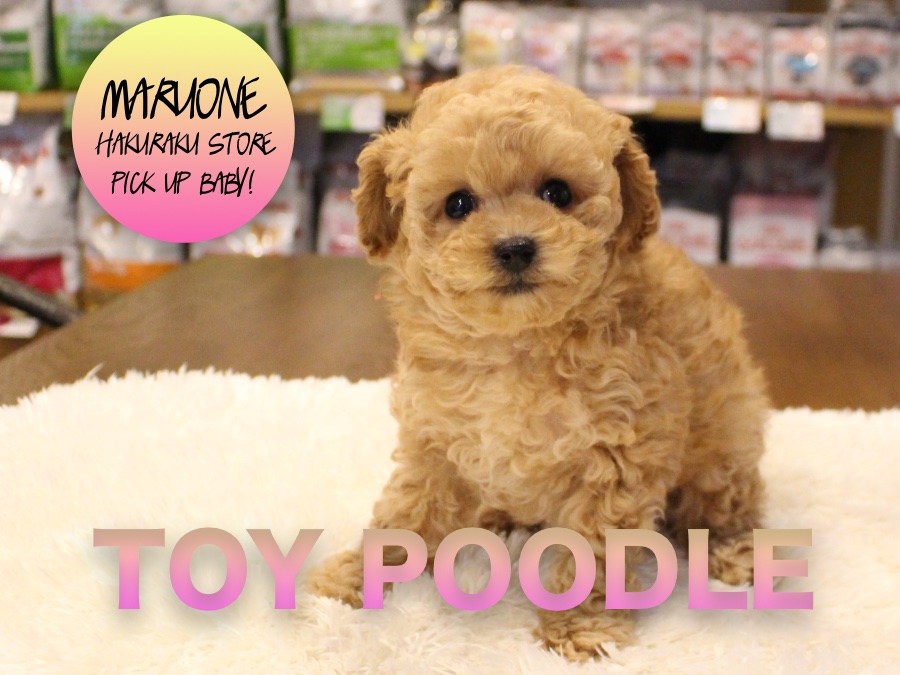 【トイ・プードル】動くぬいぐるみ！！モデルデビューも狙える！？超弩級のシュープーちゃん♡：白楽店PICK UPベイビーNo.11531