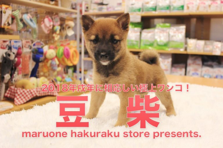 【豆柴】2018年は戌年！この子と過ごしたら幸福いっぱい間違いなし！！:マルワン白楽店オススメベイビーNo.11528