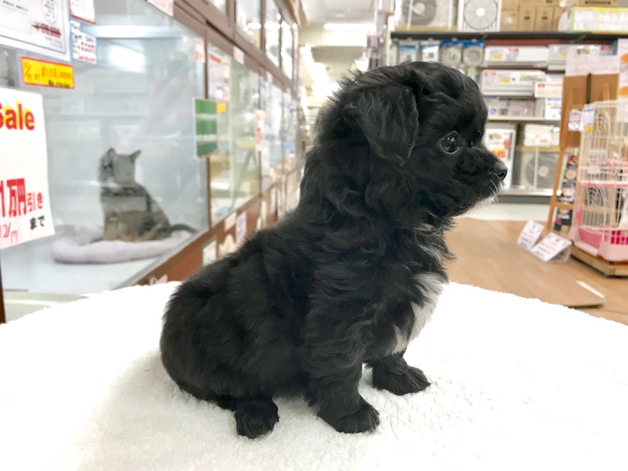 MIX犬（プードル×チワワ） - ペットショップ マルワン相模大塚 神奈川県大和市