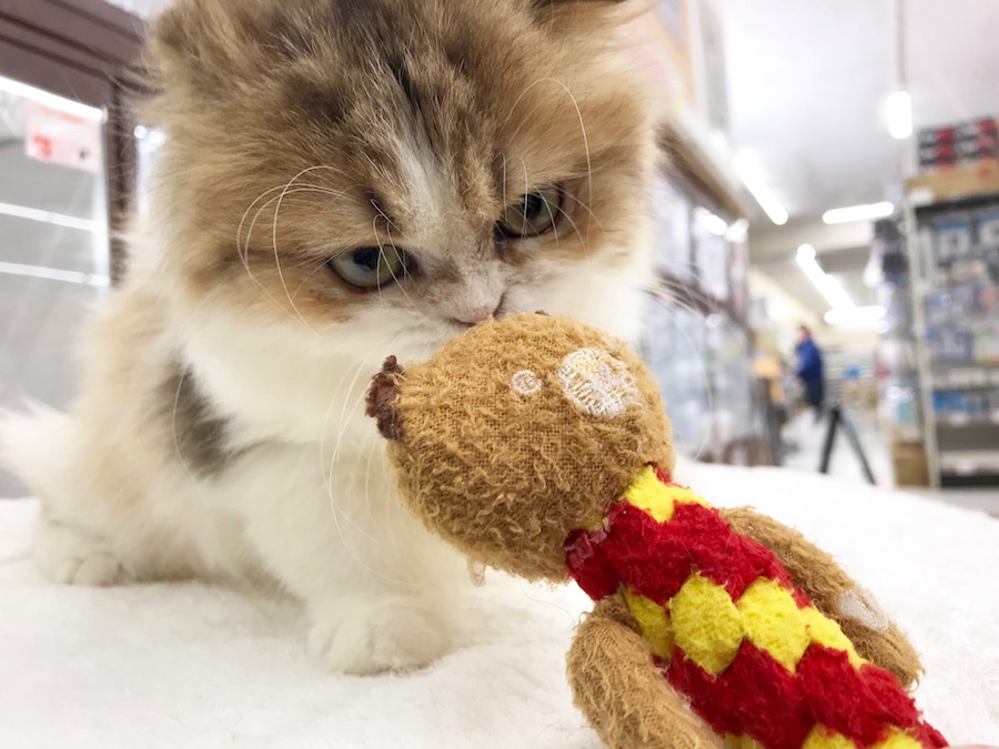 身体を小さくして丸まってるポーズが可愛すぎます。。。 | スコティッシュ・フォールド - ペットショップ マルワン相模大塚 神奈川県大和市