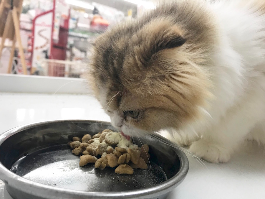 ご飯だってモリモリ食べます | スコティッシュ・フォールド - ペットショップ マルワン相模大塚 神奈川県大和市