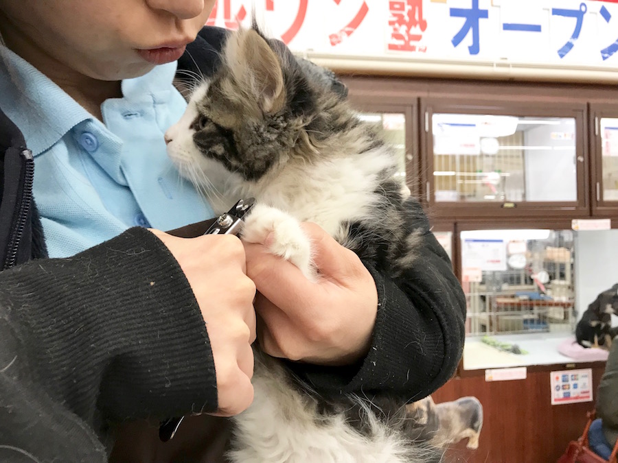 ノルウェージャンフォレストキャット - ペットショップ マルワン相模大塚 神奈川県大和市